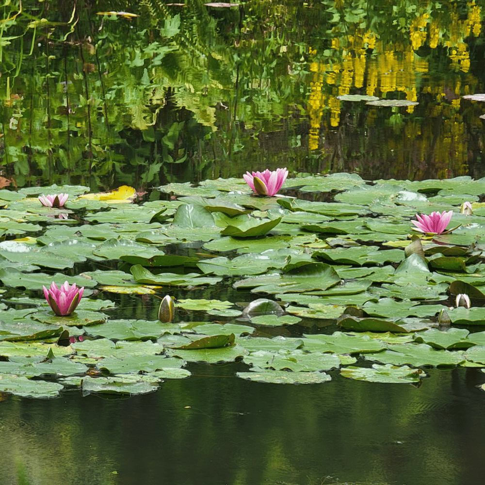 Let the Lilies Speak- Dedicated to Claude Monet