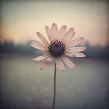 A Faded Memory