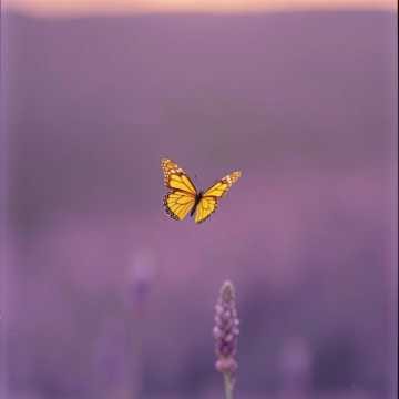 Flutter-by Lullaby