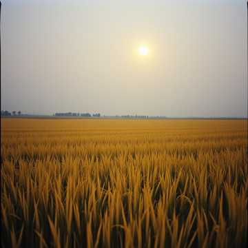 หอมดินกลิ่นฟาง