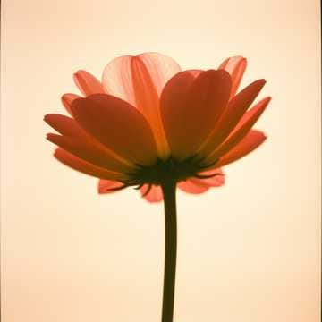 Είσαι ο ήλιος στην καρδιά μου