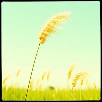 風に揺られて #Flowers