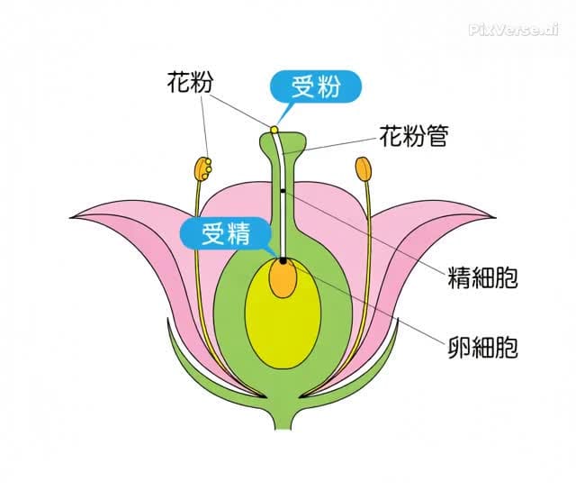 たね袋ふくらむ
