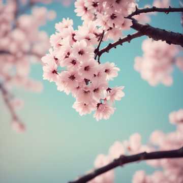 狂い桜夏に舞い乱れる
