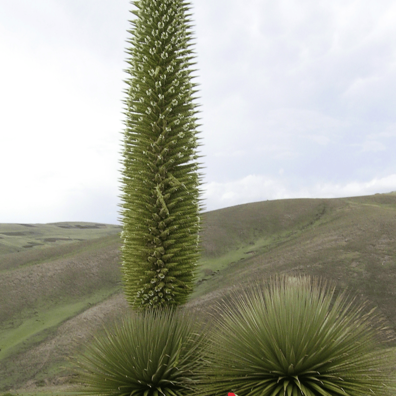 (Soprano Ver.) Mi nombre es Puya Raimondii. #Flowers