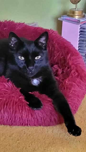  "Loki, Schatten auf Samtpfoten"
Ein Lied über meinen besten Freund 🐱🐈