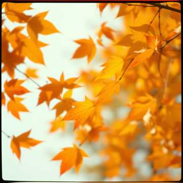Autumn Breeze (Remastered) (Remix)