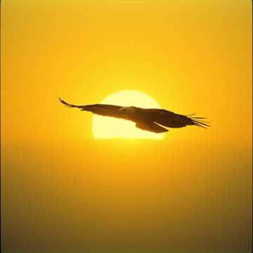 Freedom Is Not Silent, It Rings
