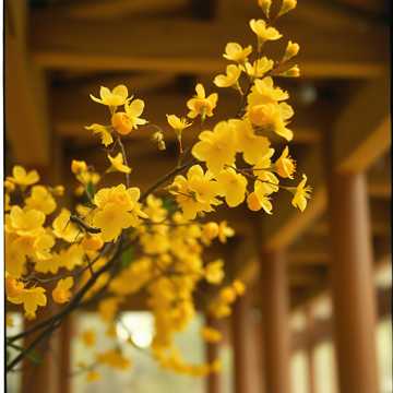 사부곡思父曲2/ 작시 모소모소