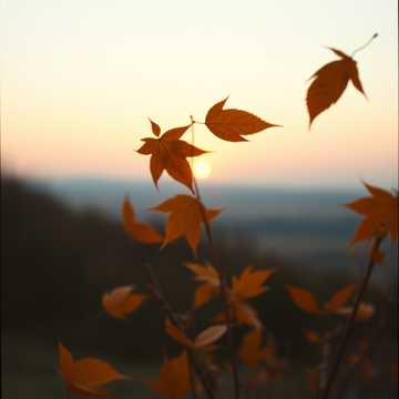 Bittersweet Feeling of Autumn (Nova Rock Mix)