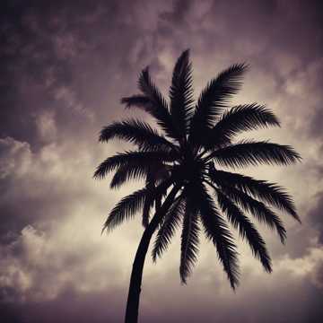 Nightcore Palma & Dark Ambient