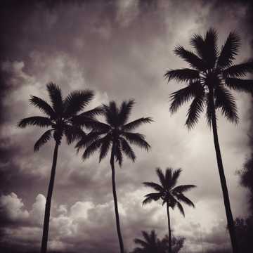 Nightcore, Horrorcore... PALMA