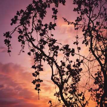 Romantischer Sonnenuntergang (Charles Baudelaire)