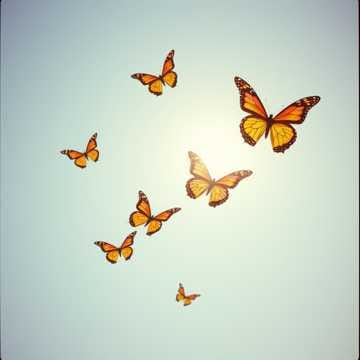 因為愛( Love Sets Me Free)