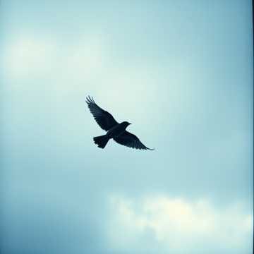 Sparrow's Flight