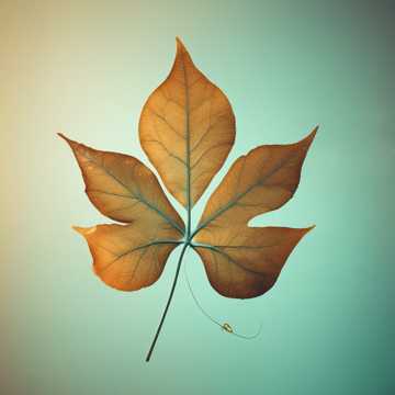 Autunno (Lyrics by Stacy Perry)