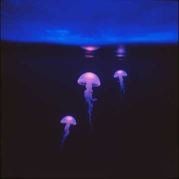 Kryo-Scilla no Yami-Club