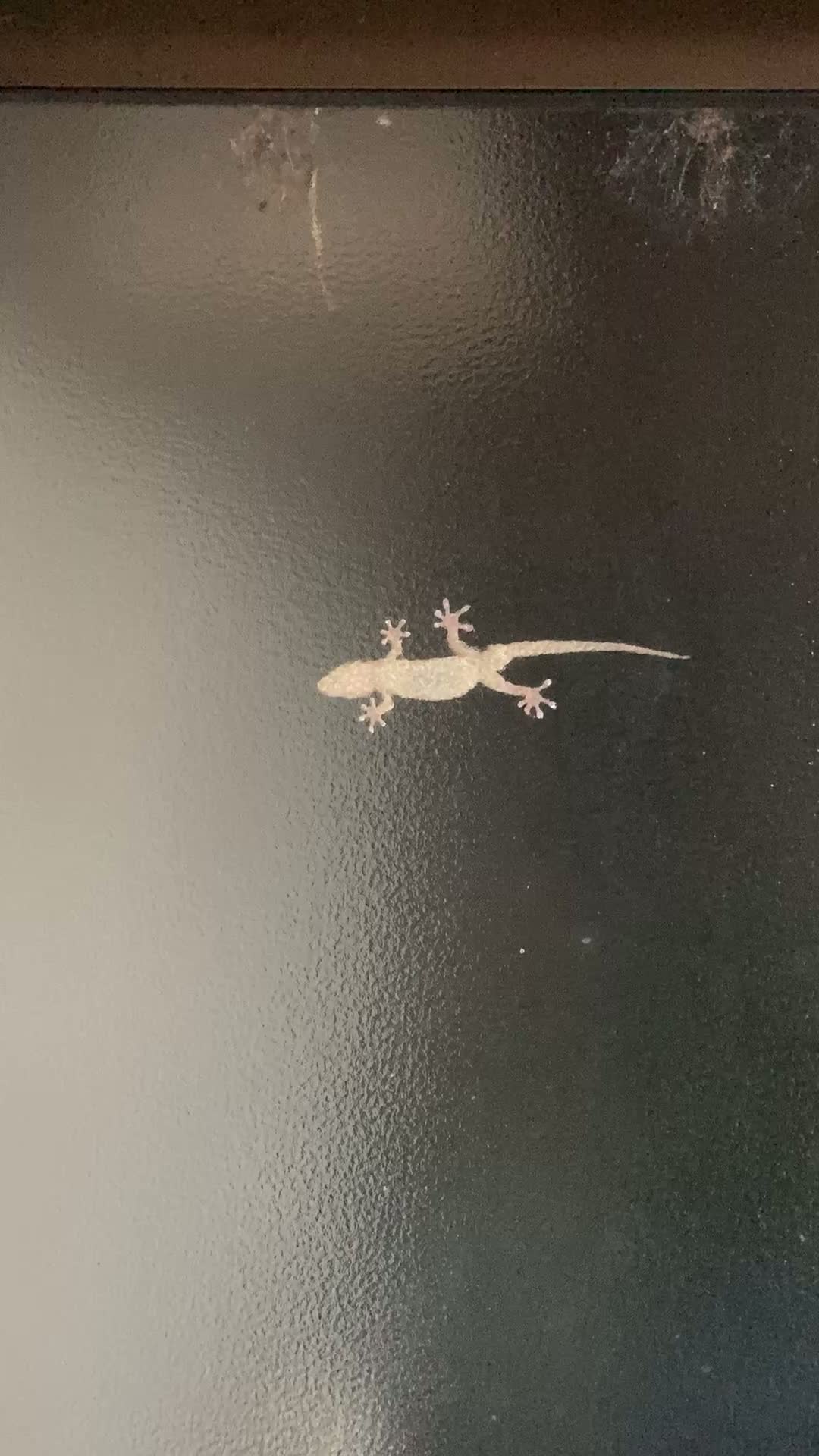 Flying Dragon