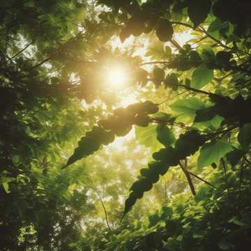 sunshine (Remix)