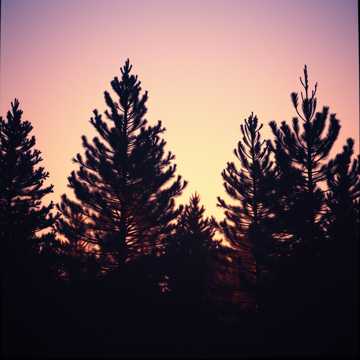 Whispers of the Pines.