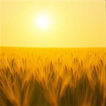 Fields of Gold 550