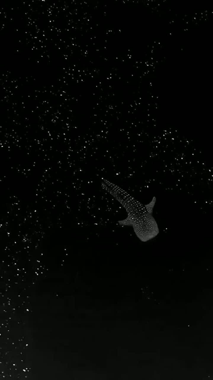 МАРИАНСКАЯ ВПАДИНА \ MARIANA TRENCH
