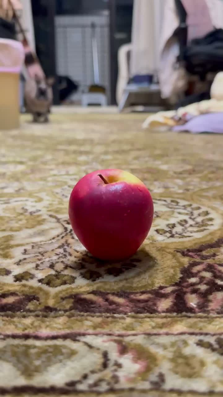 🐰Black nose: Apple, pls stay!!🍎🚫