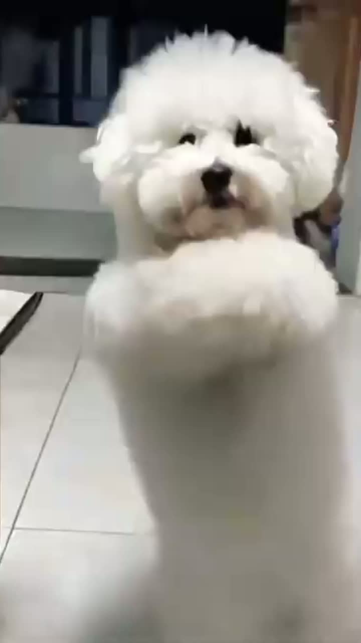 ぱとちゃん - 🐶No Good Boy🐶 (Remix)