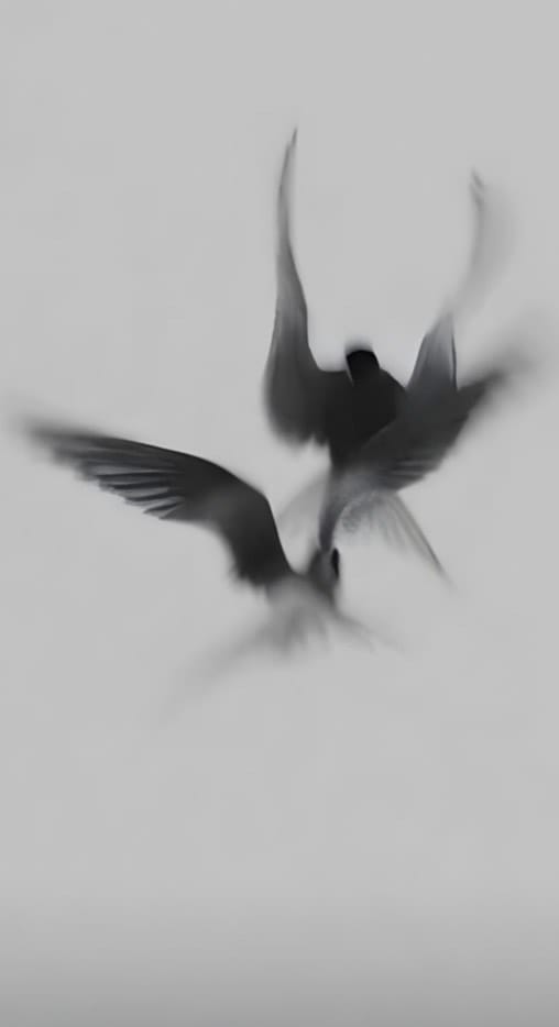 When Doves Cry