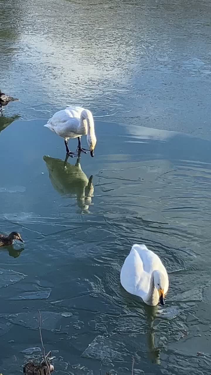 Seit an Seit/ Two Swans