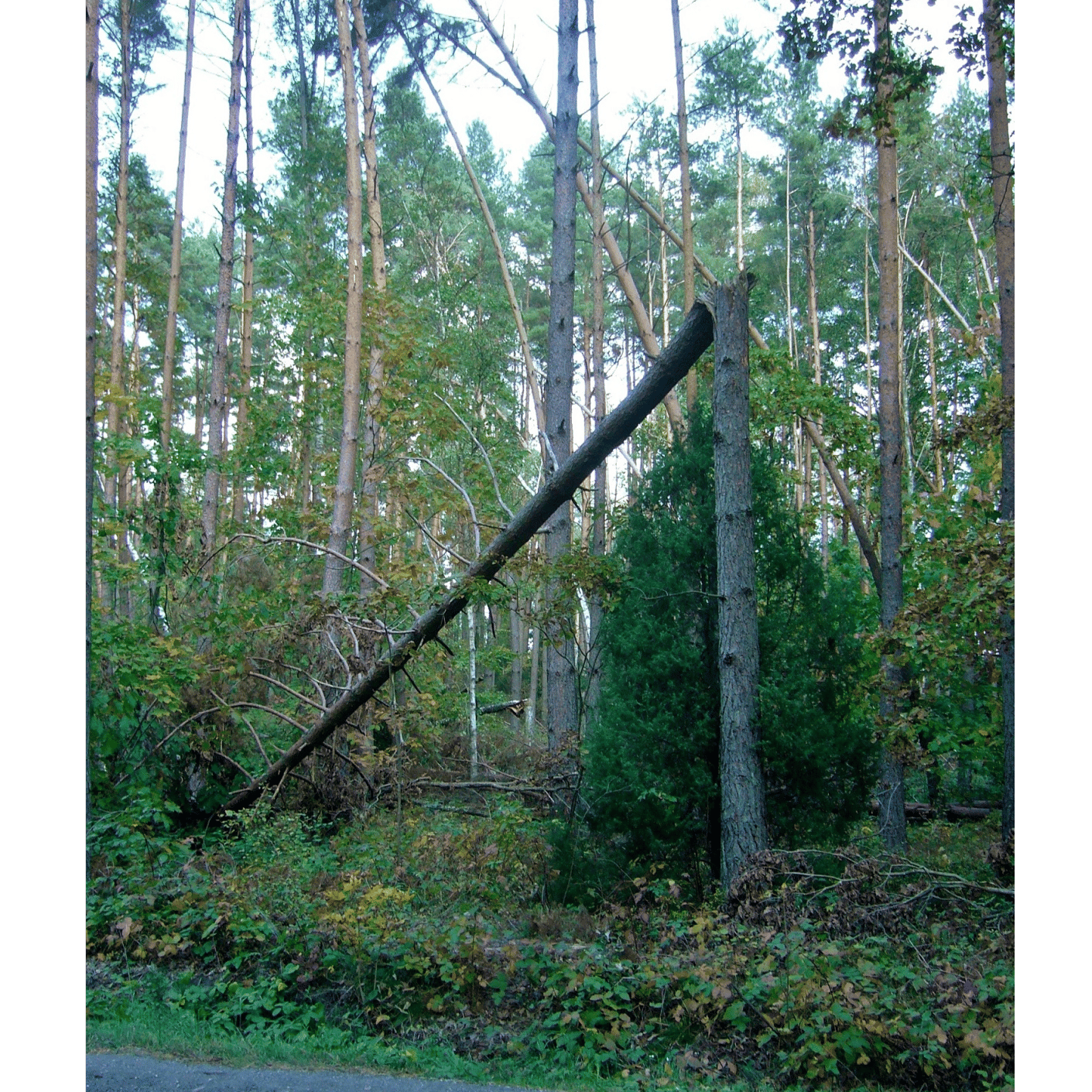 Nastrój v. 2 