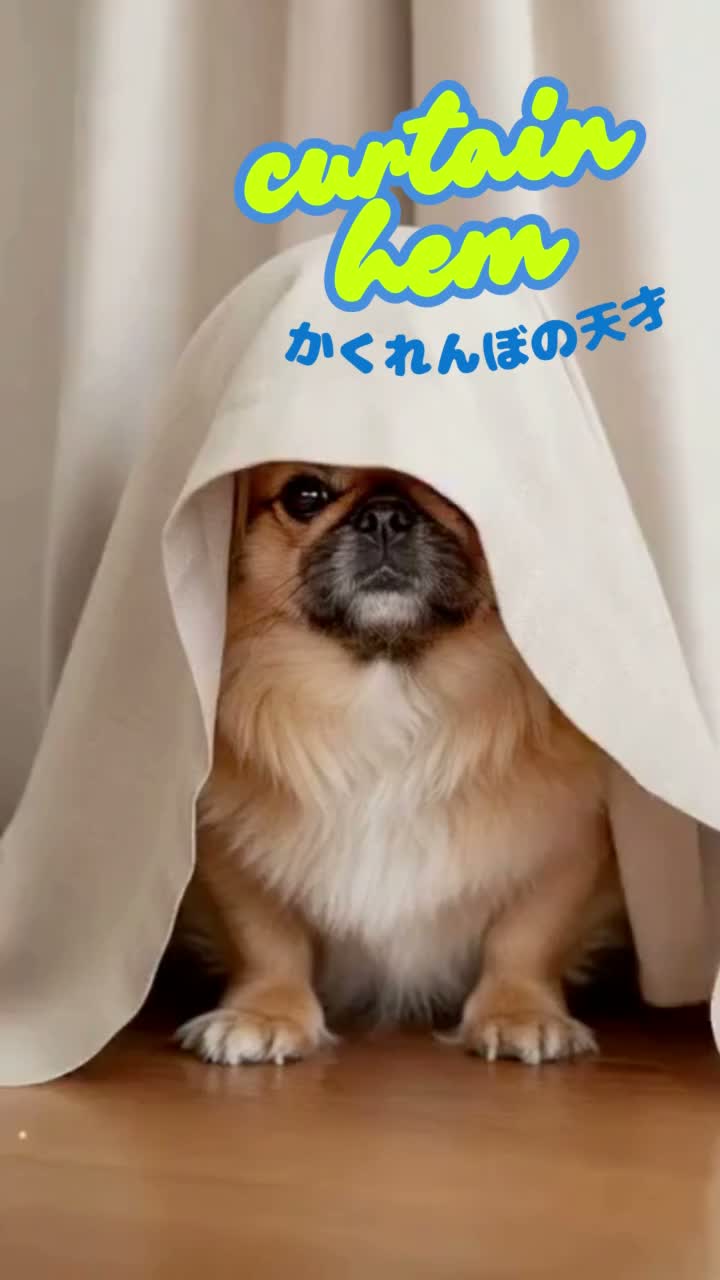 カーテンの裾（犬の歌）