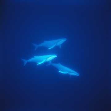 AIWS_2025_142_RANDOM_142