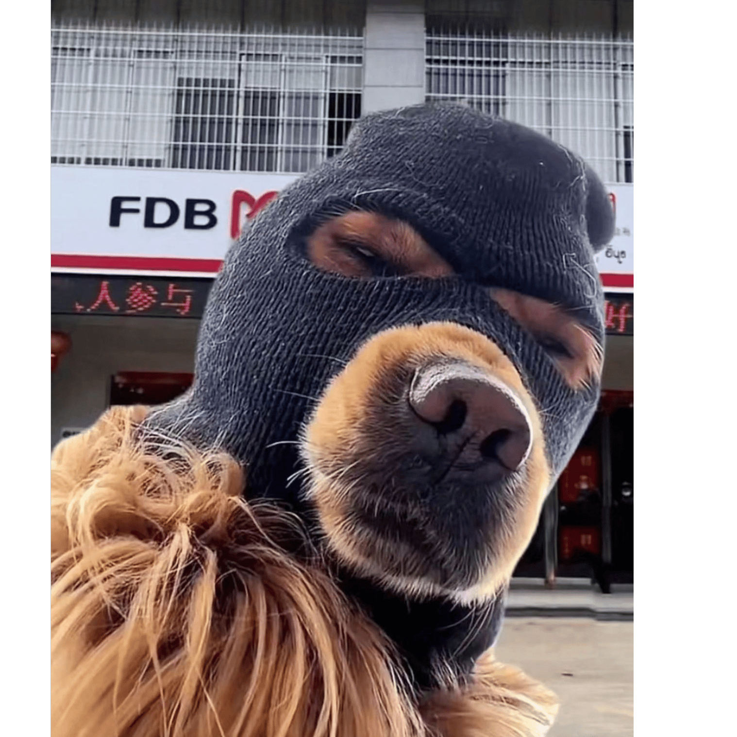Io la mela e tu....