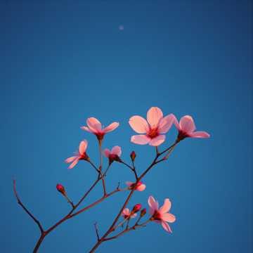 花開一瞬