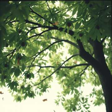 古老桑樹下 1｜Bajo el moral | Under the Old Mulberry Tree 