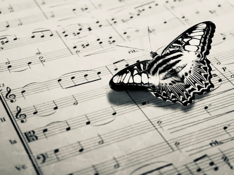Butterfly Sympathy - Final