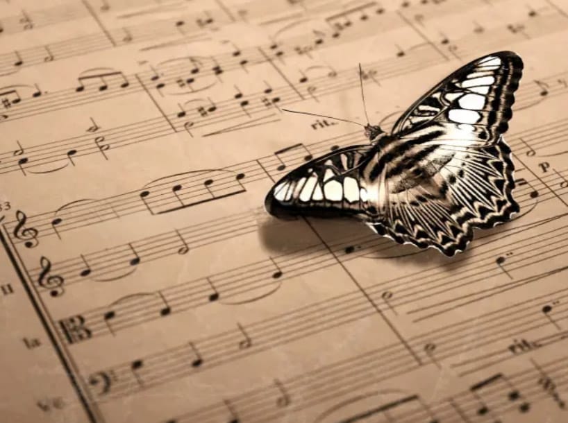 Butterfly Sympathy - Cello