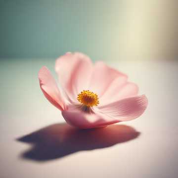 순수한 꽃잎처럼ㅡ311