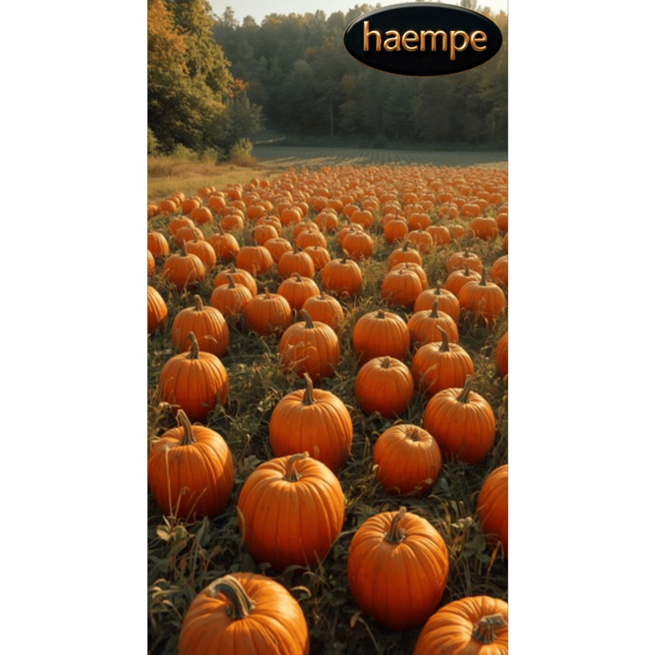 Kürbisse (Pumpkins)