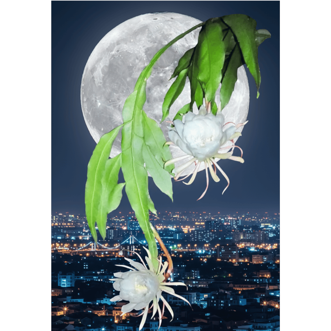 優曇華 