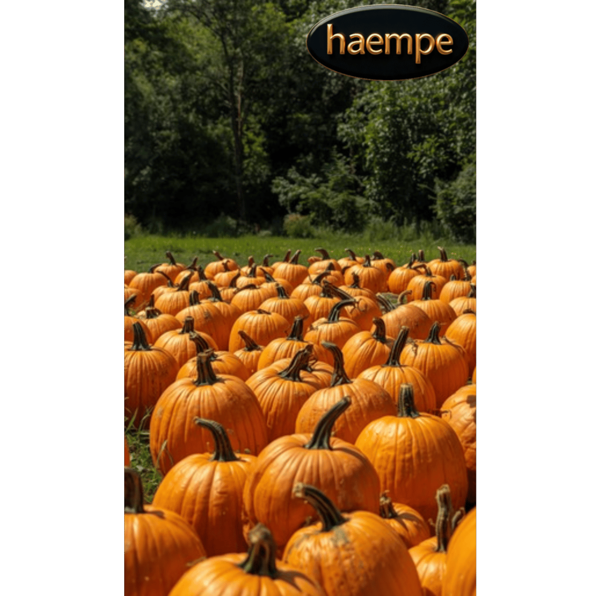 Pumpkins (Kürbisse]