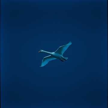  “Leda e il Cigno”