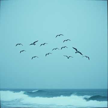 Beware the Seagulls