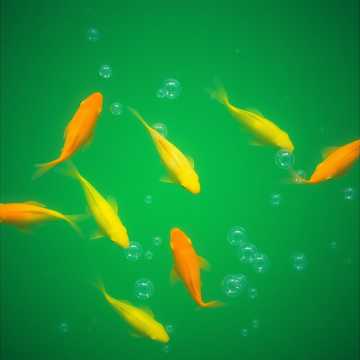 Da Furzgrundel-Tanz (Key Vie)