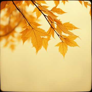 Rain Turns Everything Sepia   (short version) 