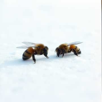 Nur zwei Bienen 