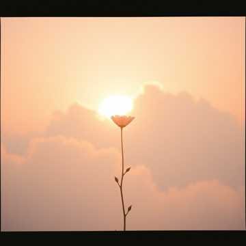  🌙 다시 피어나는 빛 (Rise Again) 