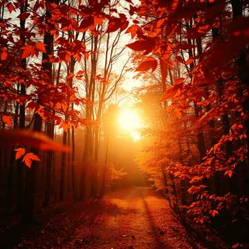 Sonnentanz im Herbst V2