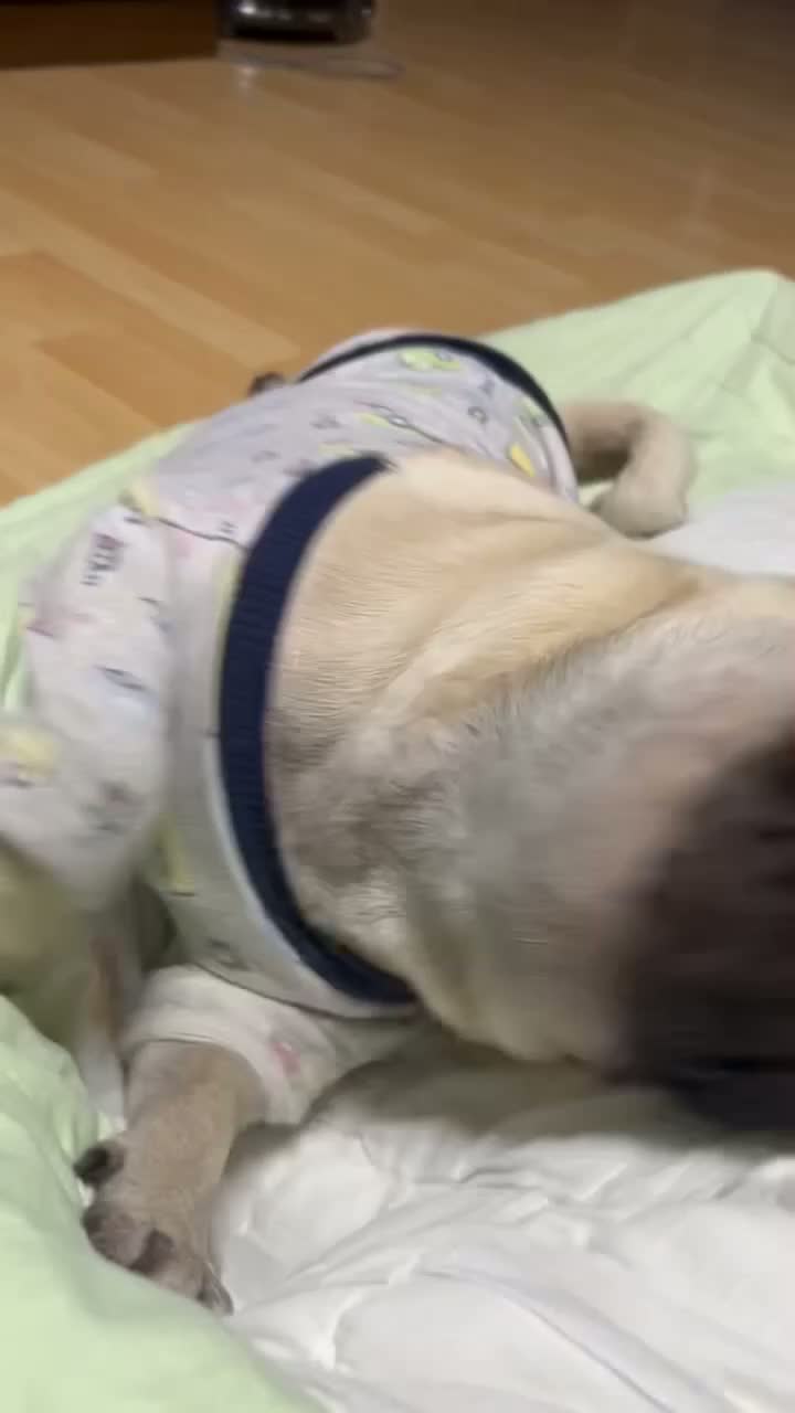 🐶 〈Happy〉 